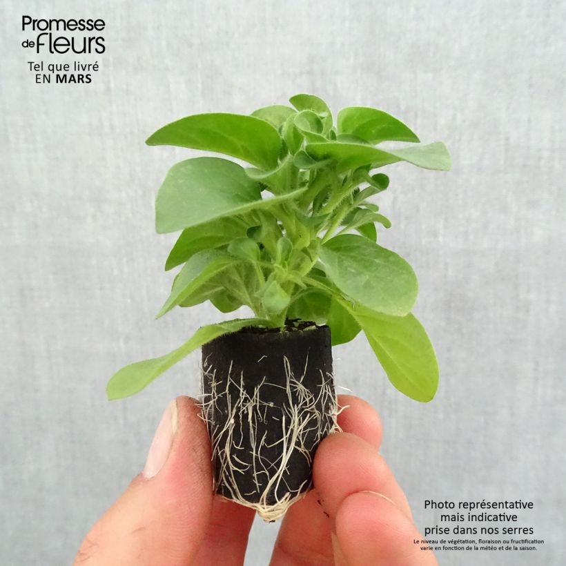 Example of Pétunia Cascadias Bicolor Cabernet Mini-mot Ø 3/4 cm as you get in printemps