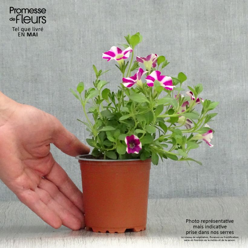 Example of Pétunia Cascadias Bicolor Cabernet Kweekpotje van 8/9 cm as you get in printemps