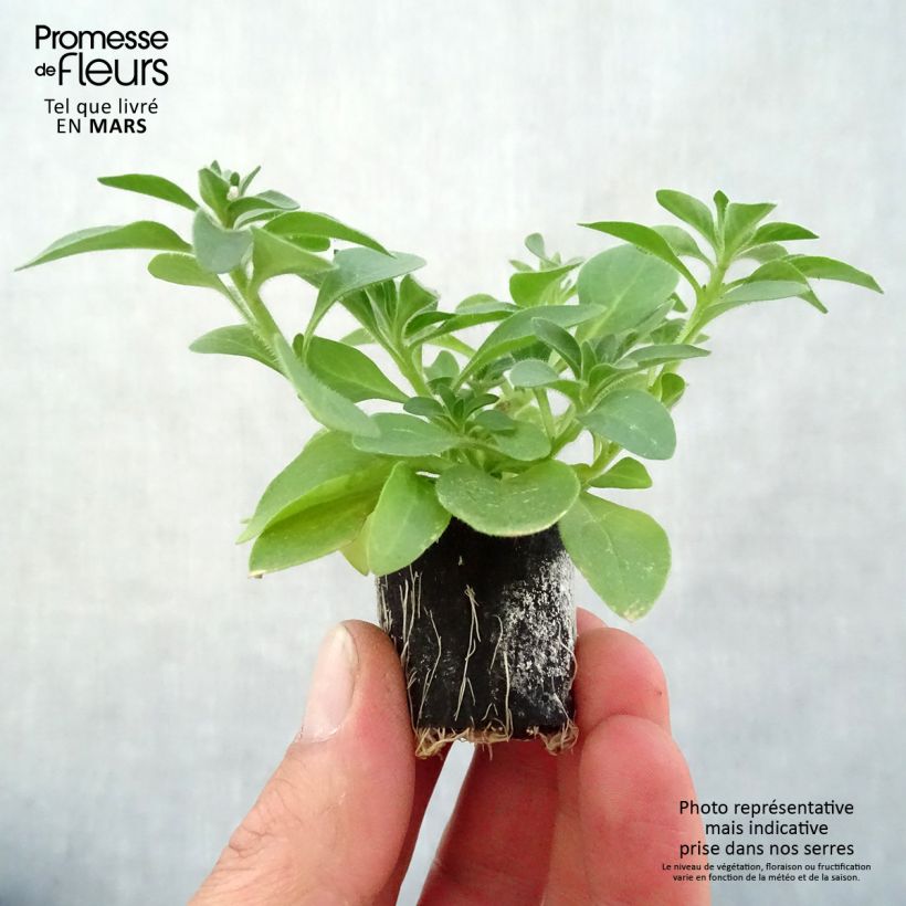 Example of Pétunia Cascadias Rim Magenta Mini-mot Ø 3/4 cm as you get in printemps