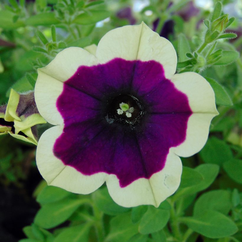 Petunia Cascadias Rim Magenta - Hangpetunia (Flowering)