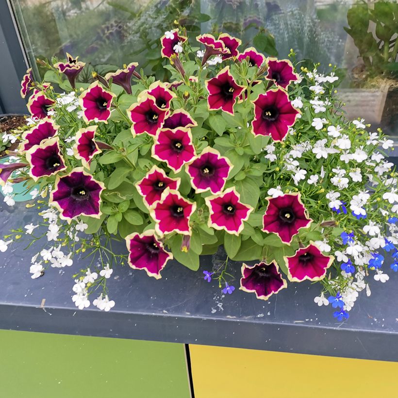 Petunia Cascadias Rim Magenta - Hangpetunia (Groeiplaats)