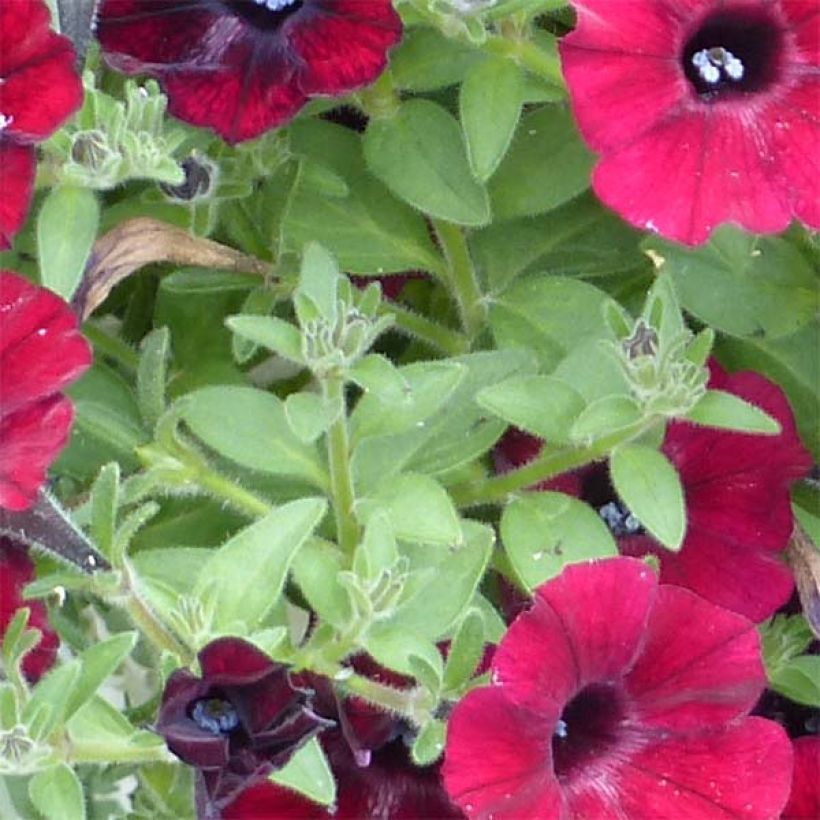 Petunia Chocolina - Hangpetunia (Foliage)