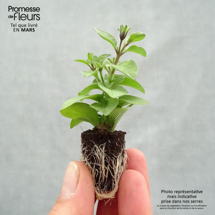 Example of Pétunia Chocolina Mini-mot Ø 1,5/2,5 cm as you get in printemps