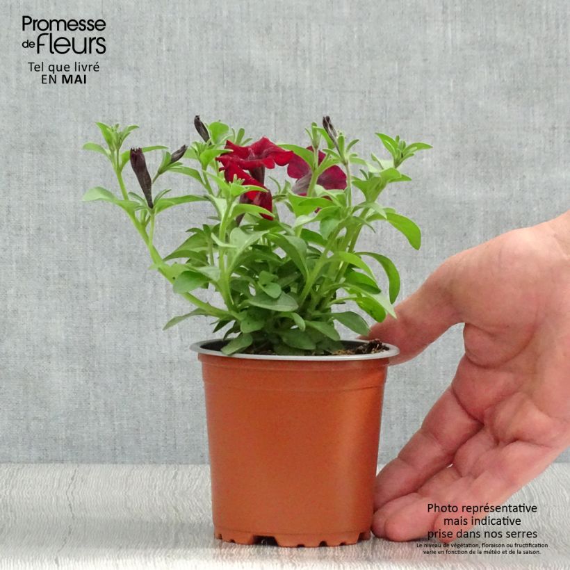 Example of Pétunia Chocolina Kweekpotje van 8/9 cm as you get in printemps