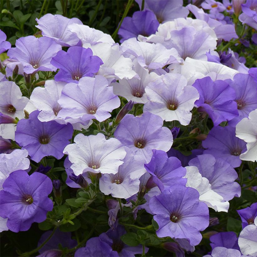 Petunia Conchita Azur - Hangpetunia (Bloei)