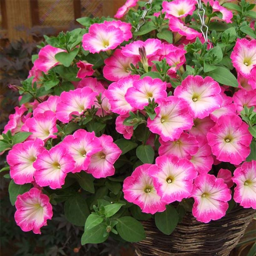 Petunia Corona Rose Rim - Hangpetunia (Plant habit)