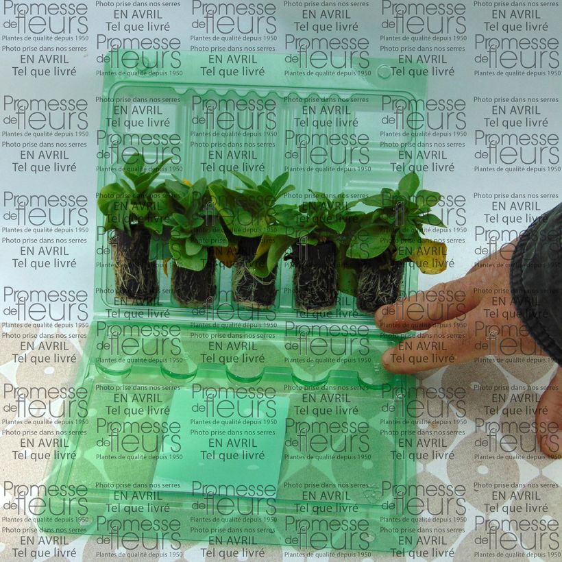 Example of Pétunia Corona Rose Rim Mini-mot Ø 3/4 cm as you get