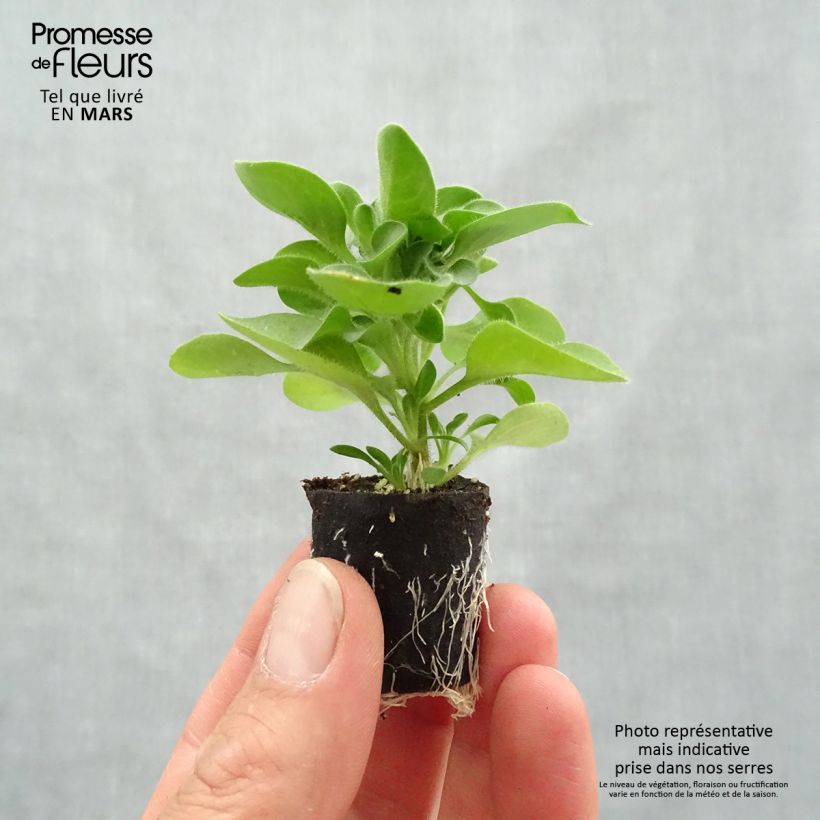 Example of Petunia Crazytunia Cosmic Purple Mini-mot Ø 1,5/2,5 cm as you get in printemps