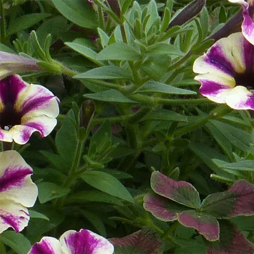 Petunia Dreamstar - Hangpetunia (Foliage)