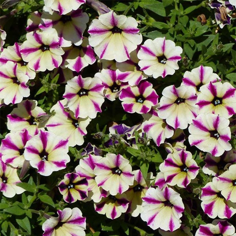 Petunia Dreamstar - Hangpetunia (Flowering)