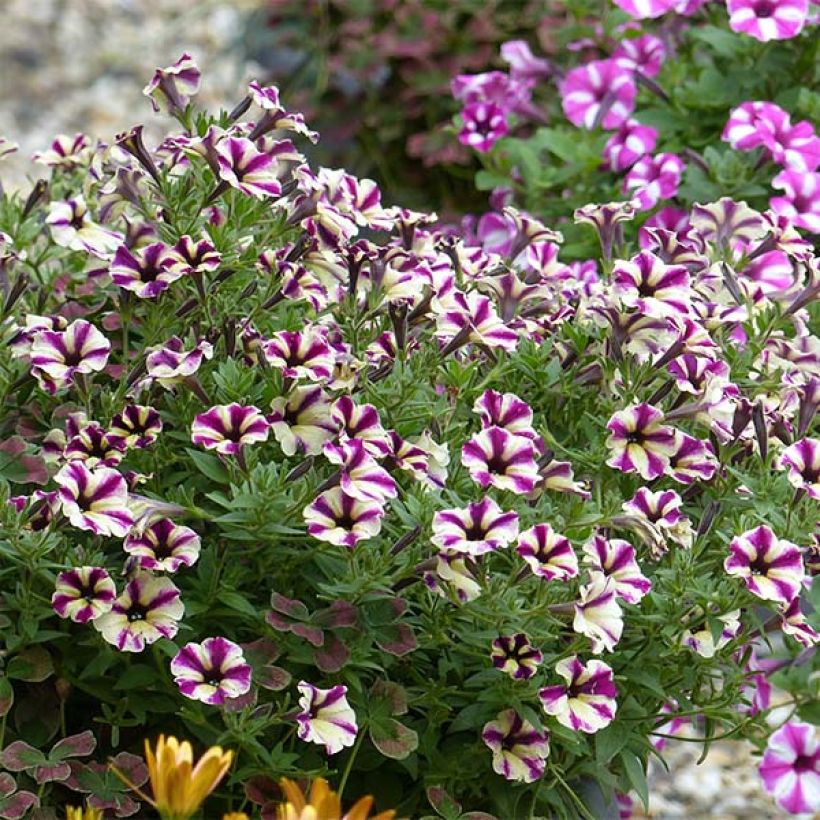 Petunia Dreamstar - Hangpetunia (Plant habit)