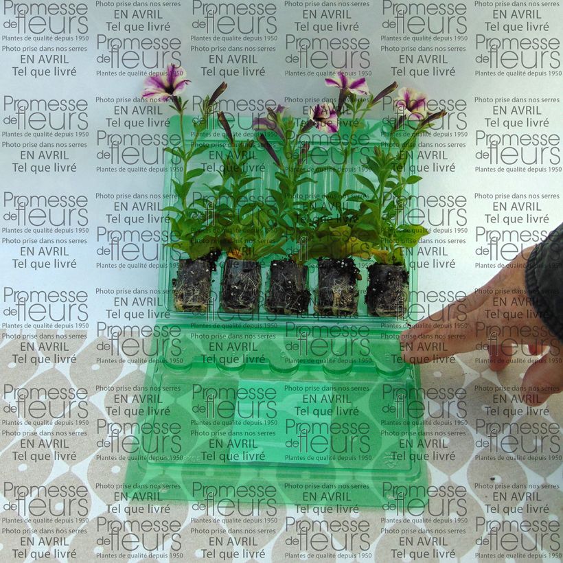 Example of Pétunia Dreamstar Mini-mot Ø 3/4 cm as you get