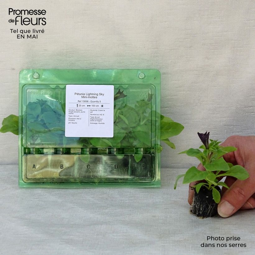 Exemplaar van Petunia Lightning Sky - Hangpetunia Mini-mot Ø 3/4 cm zoals geleverd in de lente