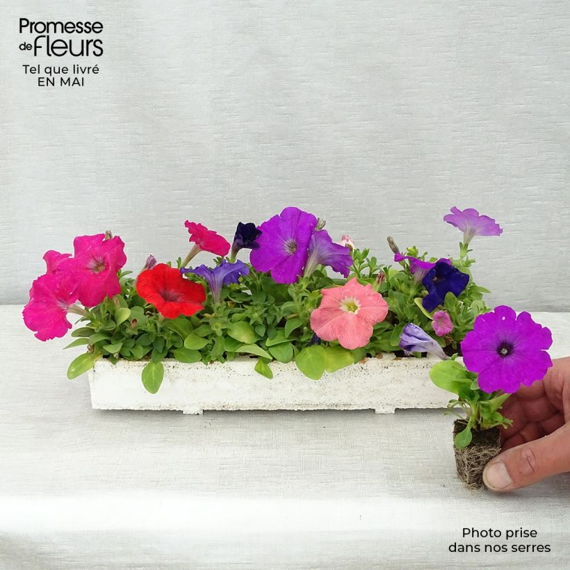 Example of Pétunia Mambo en mélange Kluitplant: kluit 3,8 cm x 3,2 cm in een tray voor 16 planten as you get in printemps