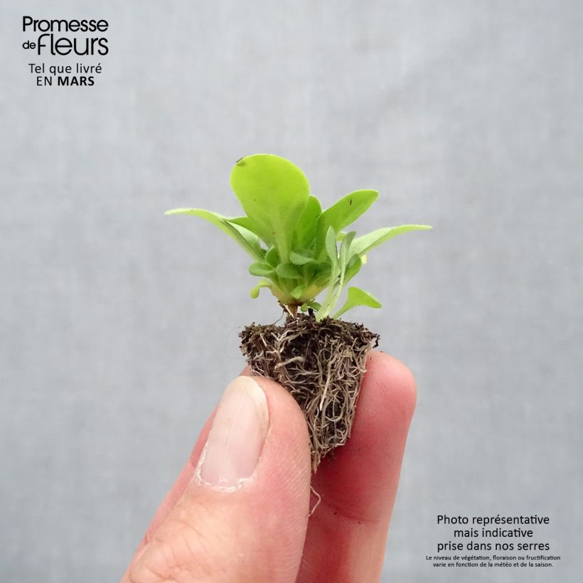 Example of Pétunia Mambo en mélange Minimotte: kluitje van 2,2 cm x 2 cm in kweekplaat per 35 stuks as you get in printemps