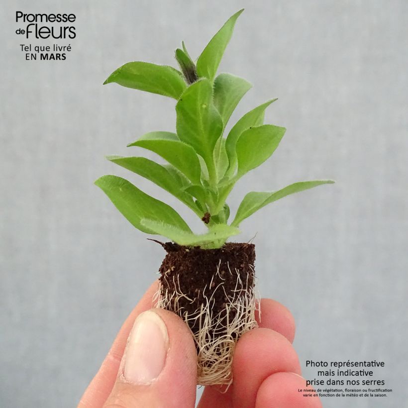 Example of Pétunia Merlot Mini-mot Ø 1,5/2,5 cm as you get in printemps