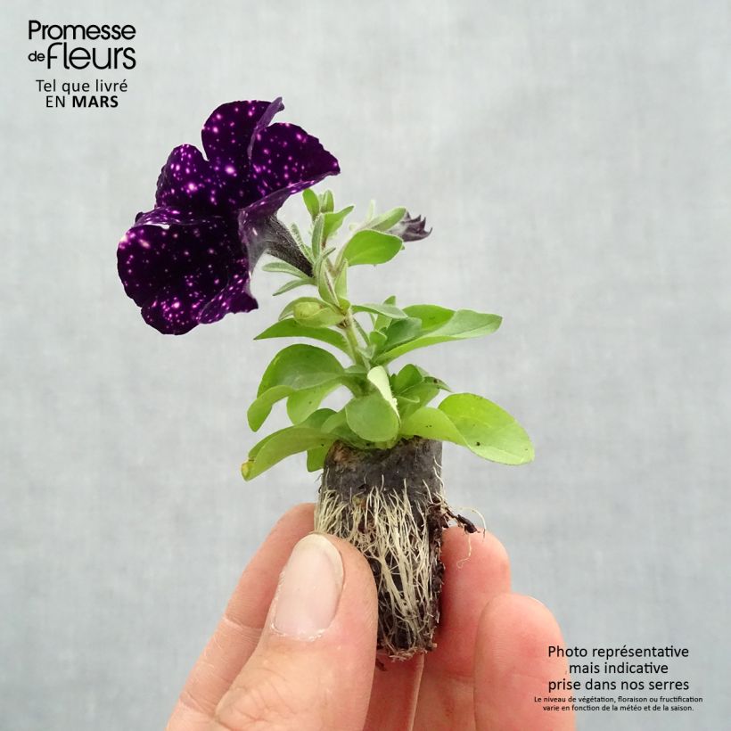 Exemplaar van Petunia Mystery Sky - Hangpetunia Mini-mot Ø 1,5/2,5 cm zoals geleverd in de lente