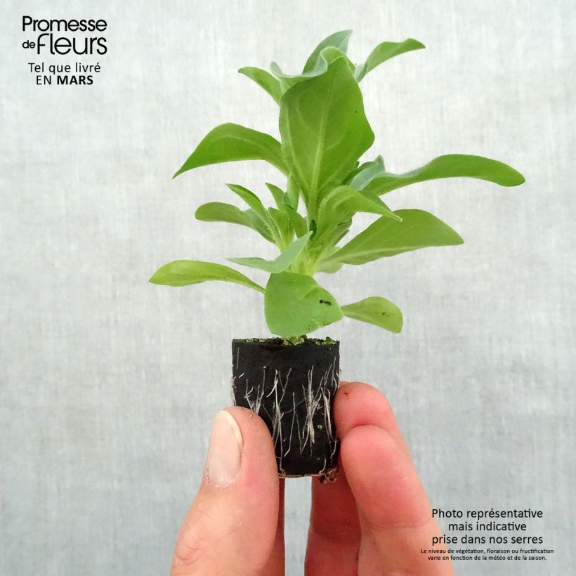 Exemplaar van Petunia Night Sky - Hangpetunia Mini-mot Ø 3/4 cm zoals geleverd in de lente