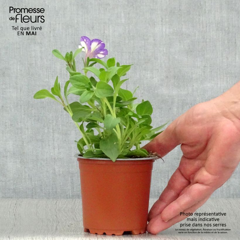Exemplaar van Petunia Night Sky - Hangpetunia Pot van 10 cm/11 cm zoals geleverd in de lente