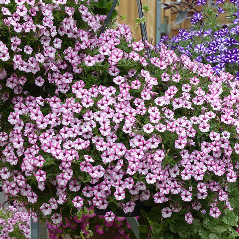Petunia Pink Star - Hangpetunia (Flowering)