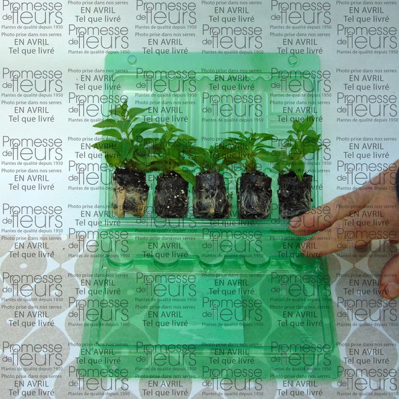 Example of Petunia Pink Star Mini-mot Ø 3/4 cm as you get