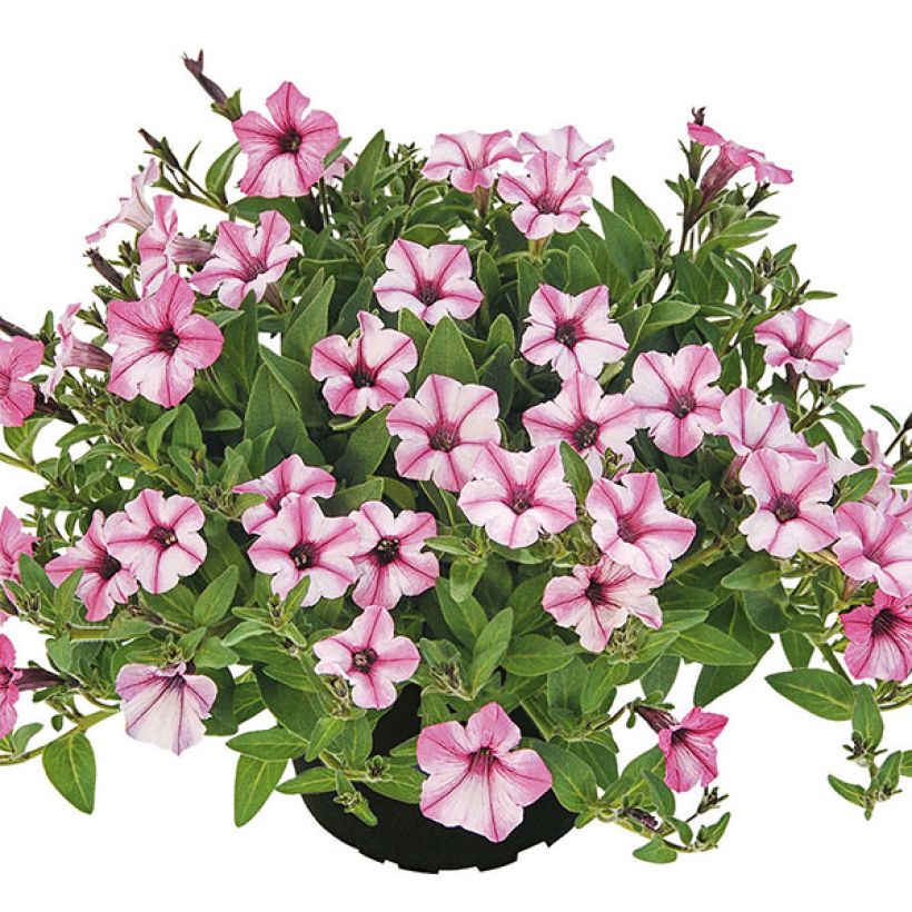 Petunia Pink Star - Hangpetunia (Plant habit)