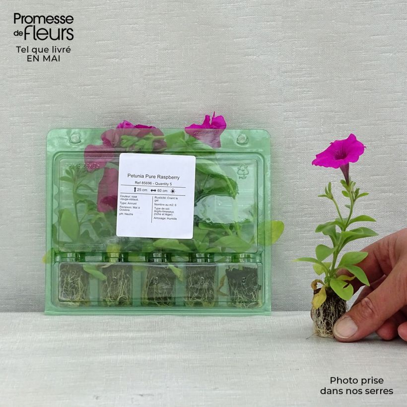 Example of Petunia Pure Raspberry Mini-mot Ø 1,5/2,5 cm as you get in printemps