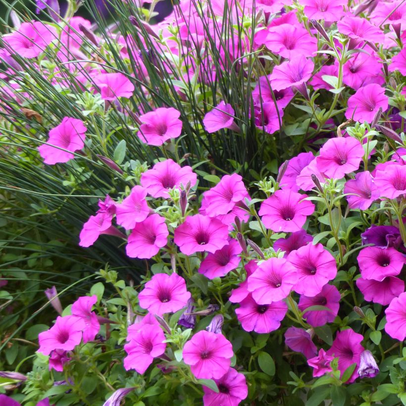 Petunia Pure Raspberry - Hangpetunia (Flowering)