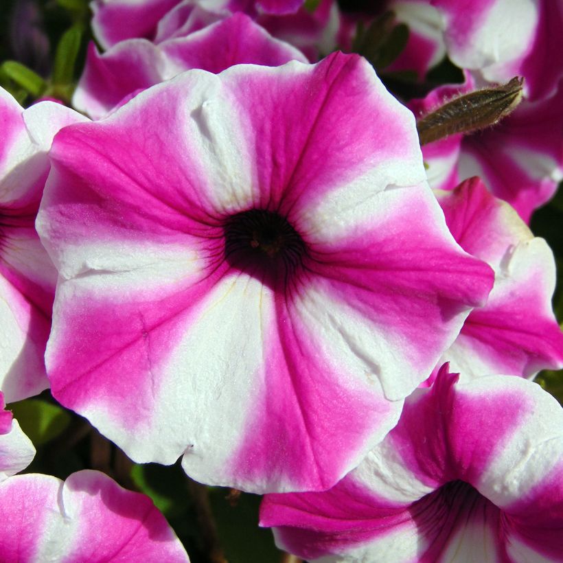 Petunia Raspberry Star - Hangpetunia (Flowering)
