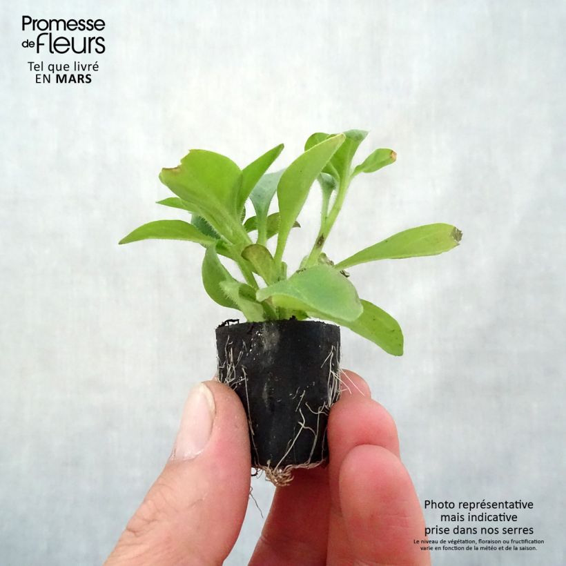 Example of Petunia Red Carpet Collection Rimarkable Mini-mot Ø 1,5/2,5 cm as you get in printemps