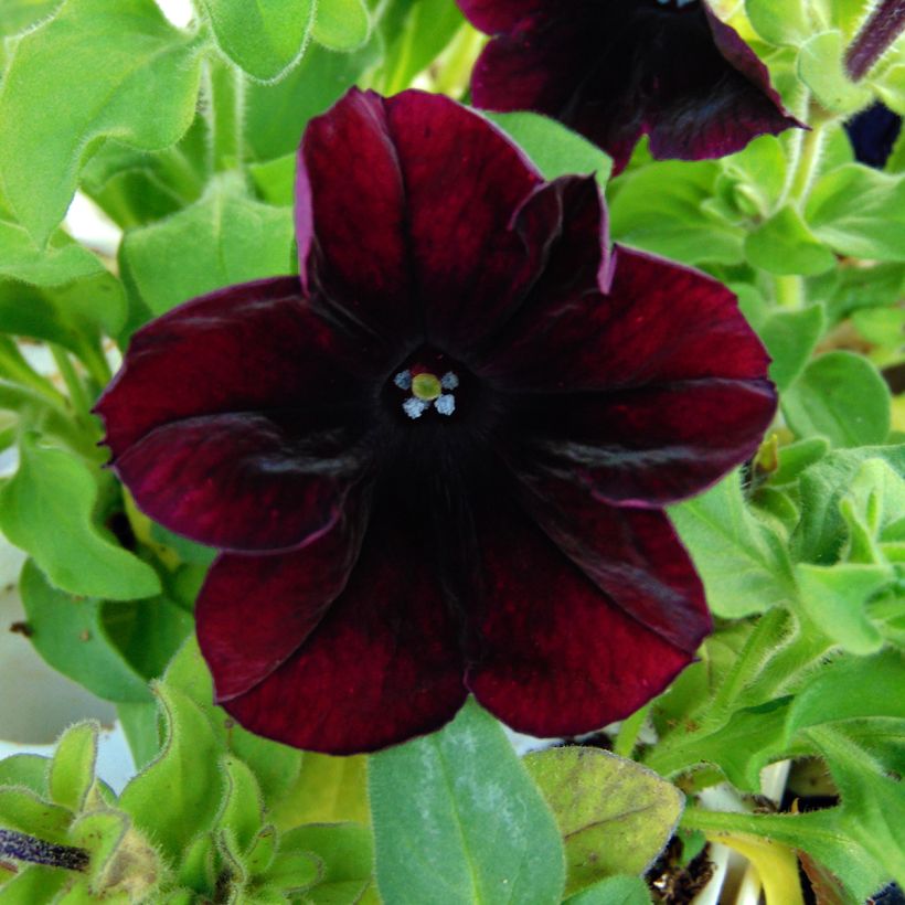 Petunia Sophistica Blackberry - Hangpetunia (Flowering)