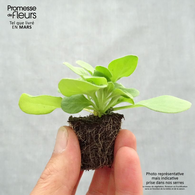 Example of Petunia Sophistica Blackberry - Hangpetunia Kluitplant: kluit 3,8 cm x 3,2 cm in een tray voor 16 planten as you get in printemps