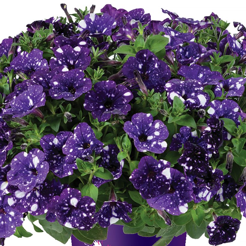 Petunia Splash Dance Bolero Blue - Hangpetunia (Flowering)