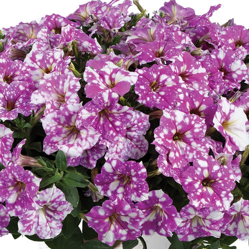 Petunia Splash Dance Fuchsia Flamenco - Hangpetunia (Bloei)