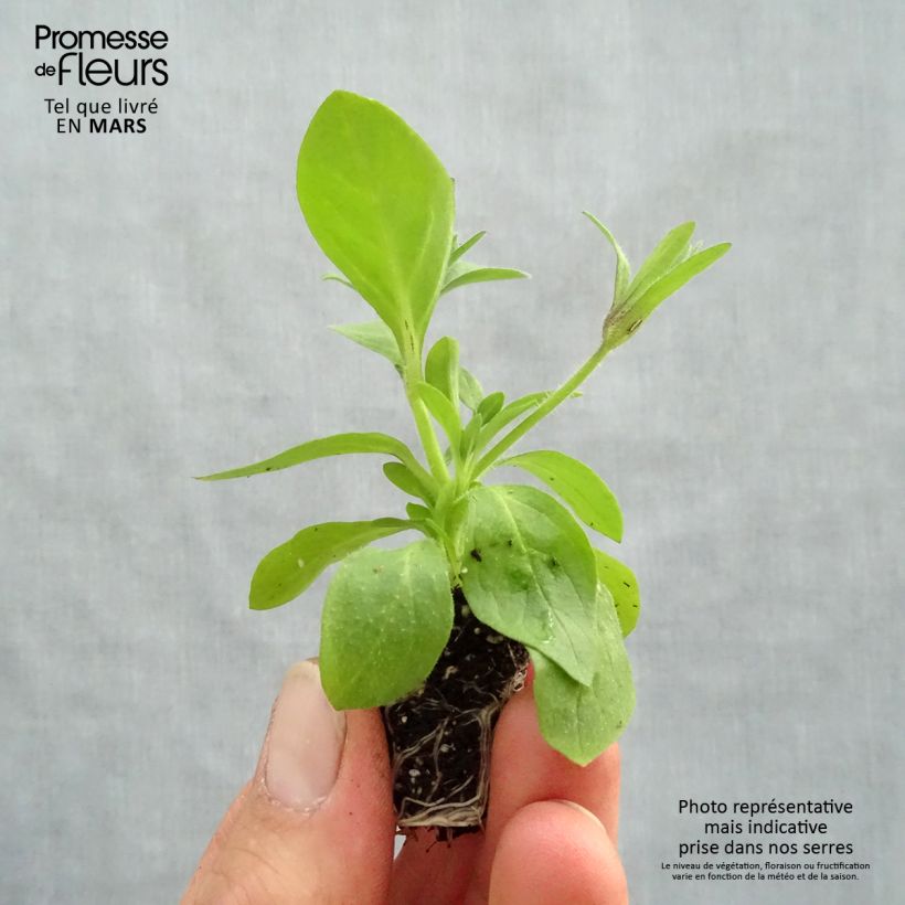 Example of Petunia Splash Dance Magenta Mambo Mini-mot Ø 3/4 cm as you get in printemps