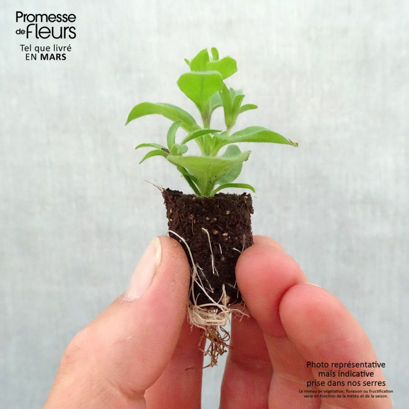 Example of Petunia SuperCal Red Maple - Petchoa hybrida Mini-mot Ø 1,5/2,5 cm as you get in printemps