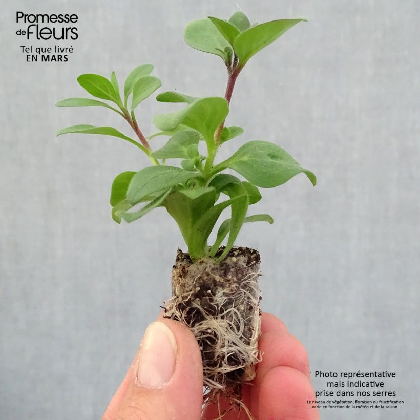 Exemplaar van Petunia Supertunia Bordeaux - Hangpetunia Mini-mot Ø 1,5/2,5 cm zoals geleverd in de lente