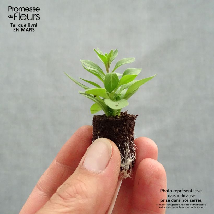 Exemplaar van Petunia Supertunia Bordeaux Purple Vein - Hangpetunia Mini-mot Ø 3/4 cm zoals geleverd in de lente