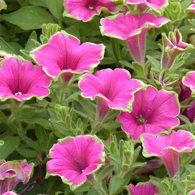 Petunia Supertunia Picasso in Pink - Hangpetunia (Flowering)