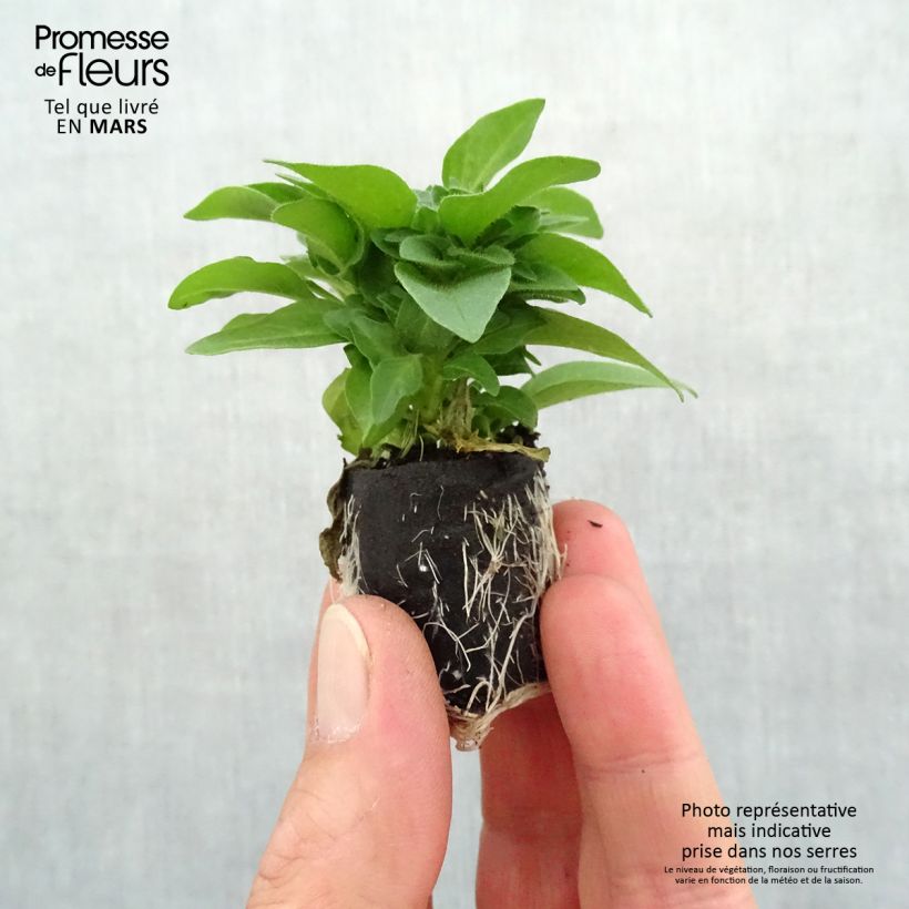 Example of Pétunia Supertunia Pink Star Mini-mot Ø 3/4 cm as you get in printemps