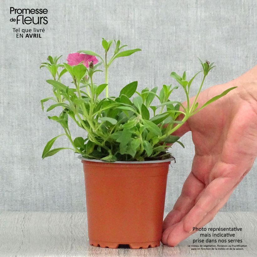 Exemplaar van Petunia Supertunia Pink Star - Hangpetunia Kweekpotje van 8/9 cm zoals geleverd in de lente