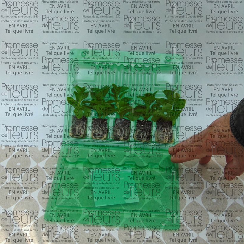 Voorbeeld van een exemplaar van Petunia Supertunia Raspberry Blast - Hangpetunia Mini-mot Ø 3/4 cm zoals geleverd