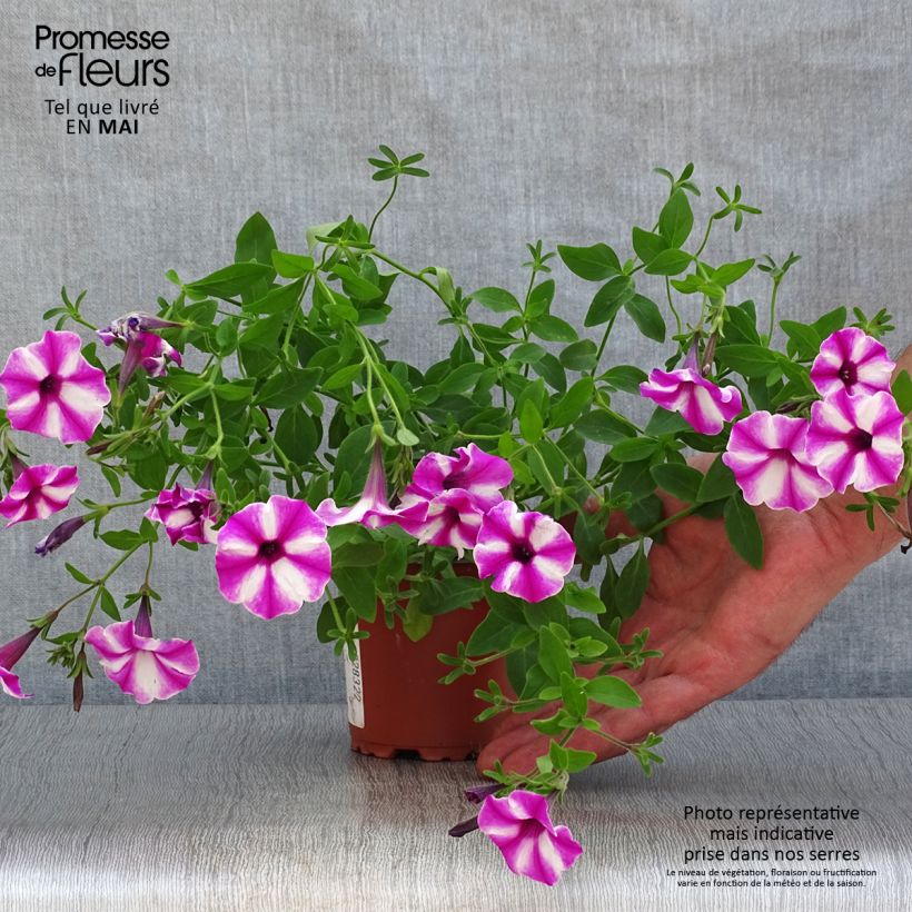 Example of Pétunia Supertunia Raspberry Star Kweekpotje van 8/9 cm as you get in printemps