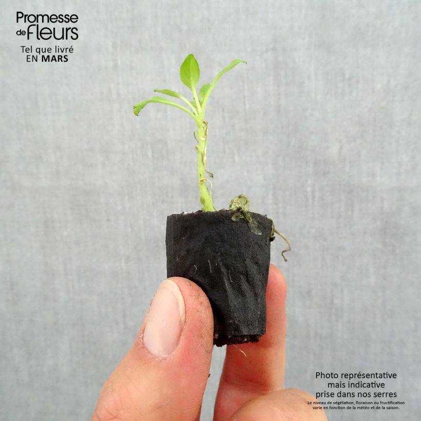 Example of Pétunia Supertunia Vista Bubblegum Mini-mot Ø 3/4 cm as you get in printemps