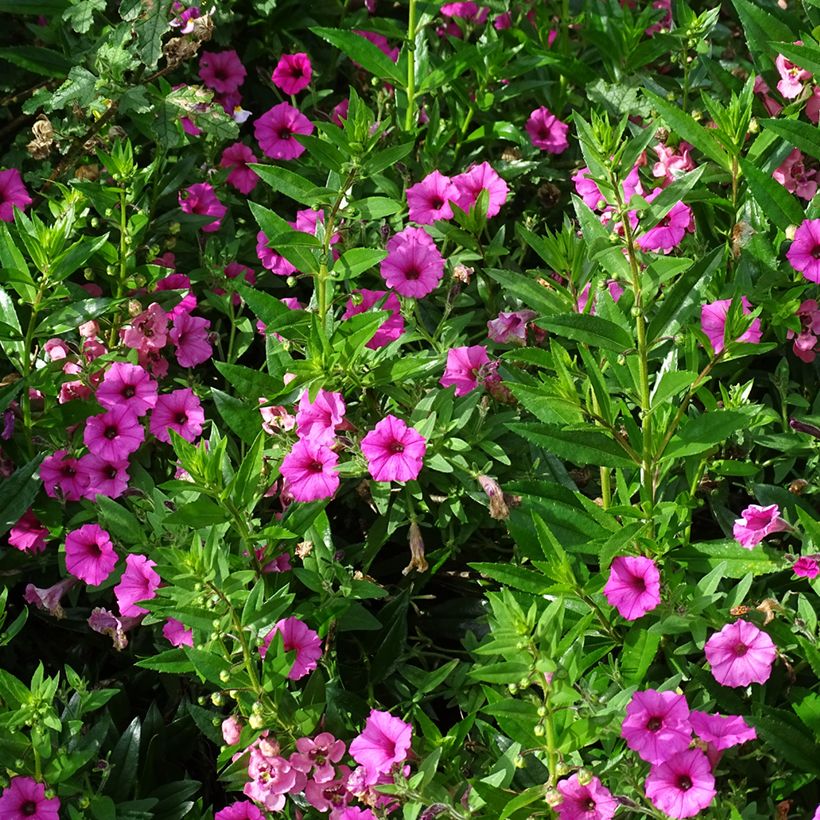Petunia Supertunia Vista Bubblegum - Hangpetunia (Groeiplaats)