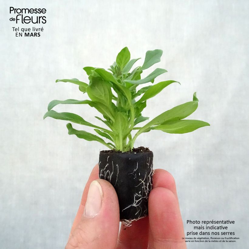 Example of Pétunia Supertunia Vista Fuchsia Mini-mot Ø 3/4 cm as you get in printemps