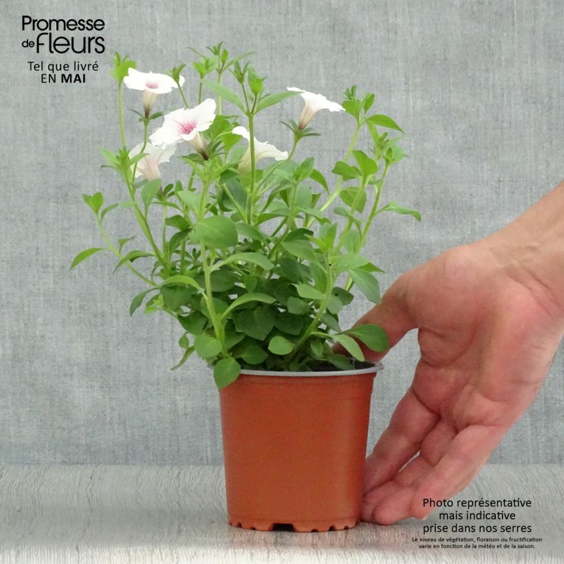 Example of Pétunia Supertunia Vista® Silverberry Kweekpotje van 8/9 cm as you get in printemps