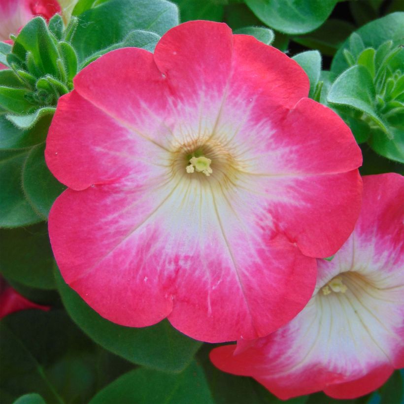 Petunia Surfinia Coral Morn - Hangpetunia (Flowering)