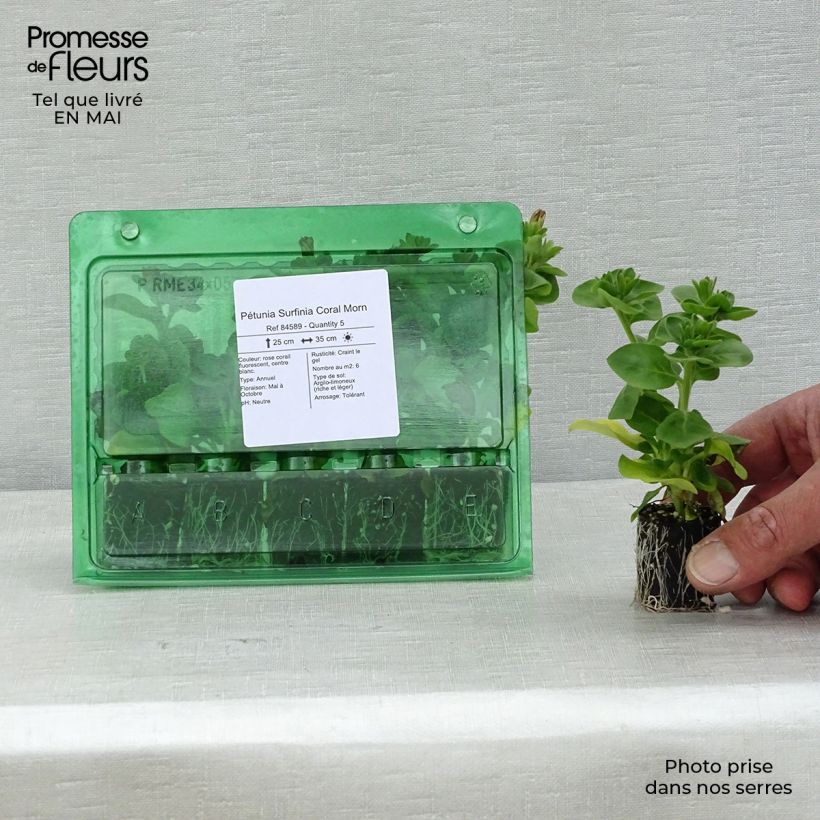 Example of Pétunia Surfinia Coral Morn Mini-mot Ø 3/4 cm as you get in printemps