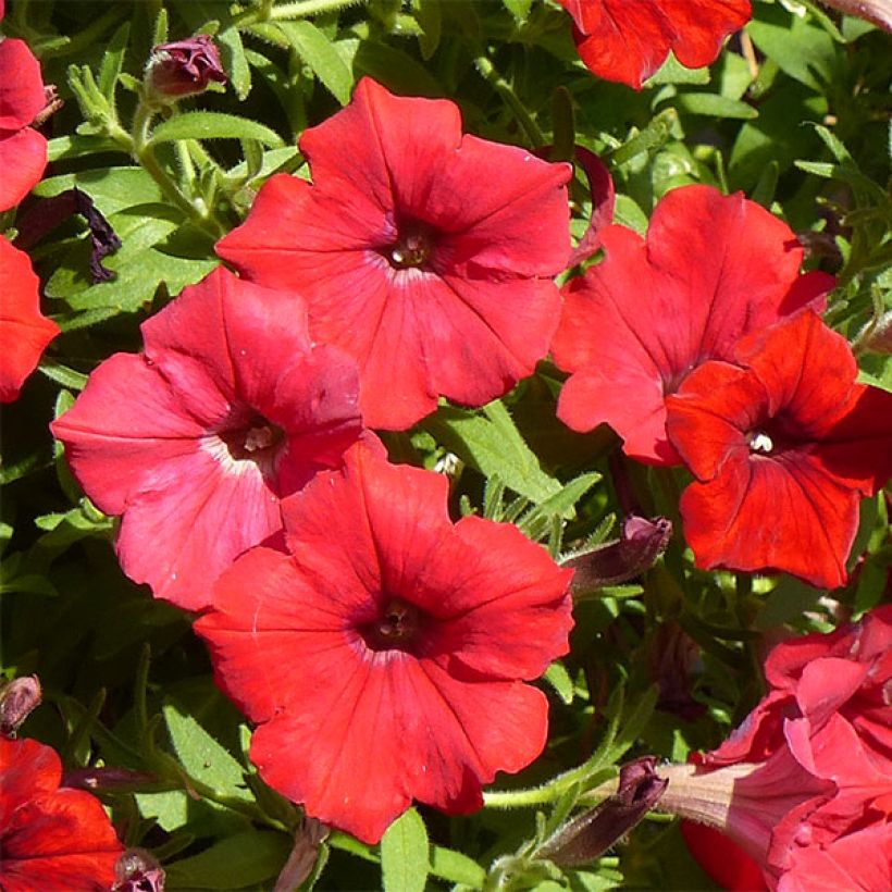 Petunia Surfinia Deep Red - Hangpetunia (Flowering)